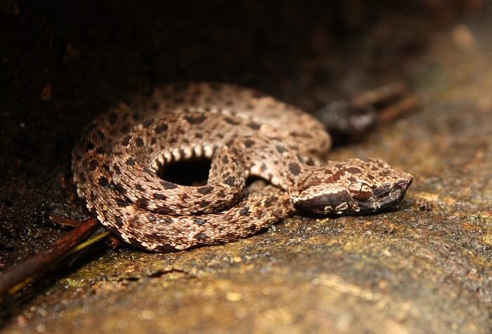 Bothrops atrox